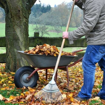 Feuilles mortes