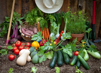 Récolte de légumes.