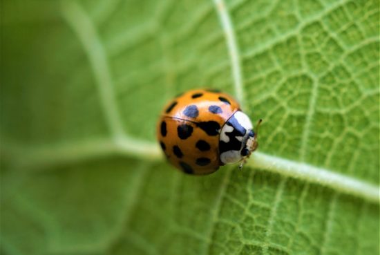 coccinelle sur une feuille