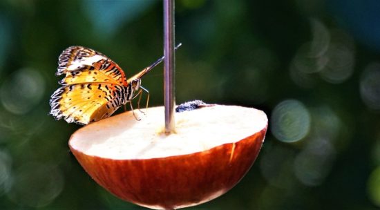 papillon sur une demie pomme