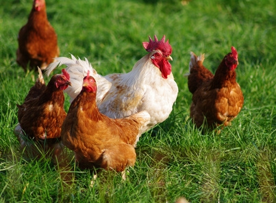 Des poules et un coq dans l'herbe