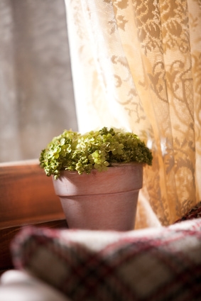 Plante verte éclairée par un rayon de soleil