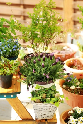 Plantes en pots sur un balcon