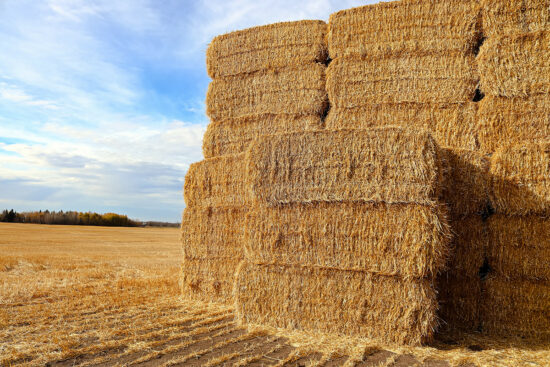 Une pile de balles de foin carrées dans un champ de fermiers