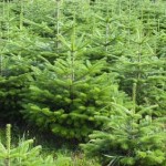 Comment choisir son sapin de Noël naturel ?