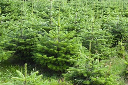 Sapins de Noël