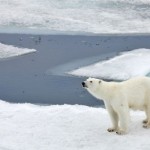 Un isolant inspiré par l’ours polaire