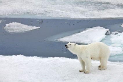 Isolation inspirée par un ours polaire