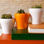 Comment bien entretenir vos plantes d’intérieur ?