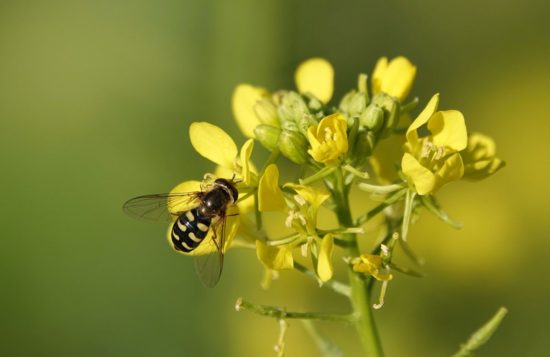 fleur de moutarde