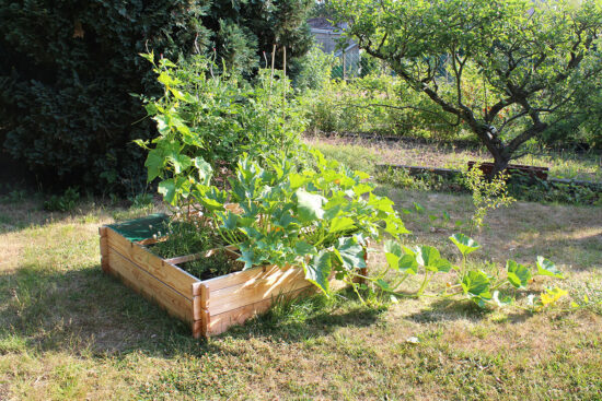 potager en carré avec tomates et courgettes