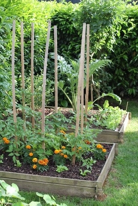 Potager en carrés.