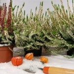 Comment fleurir votre balcon en hiver ?