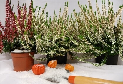 Balcon en hiver. 