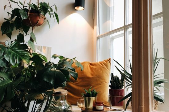 jardin interieur dans un appartement