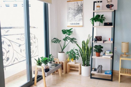 jardin interieur dans un salon