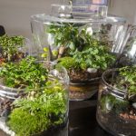 Le terrarium, un mini-jardin d’intérieur