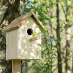 Installer un nichoir à oiseaux : quelles sont les règles à suivre ?