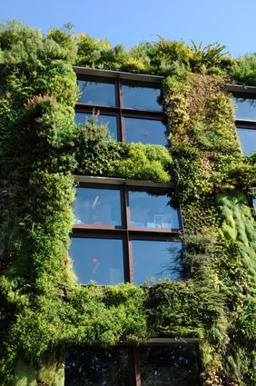 Mur végétalisé sur la façade d'un bâtiment.