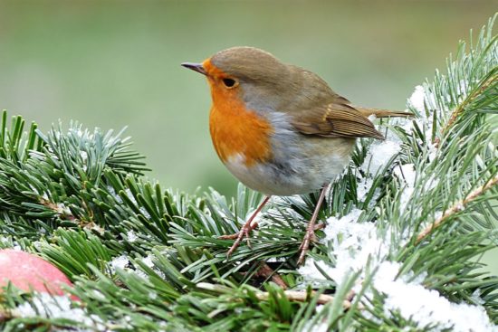 Oiseau sur une branche recouverte de neige.