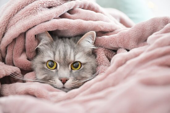 chat qui a froid sous une serviette - confort thermique