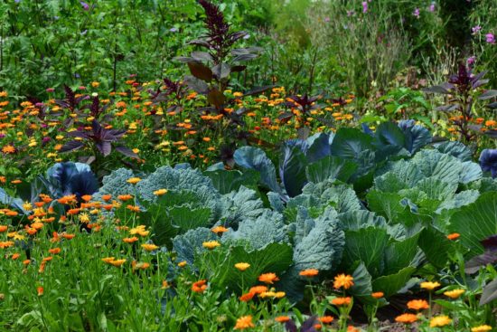 Jardin en biodynamie.