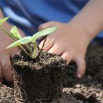 Jardin : quels travaux effectuer au printemps ?