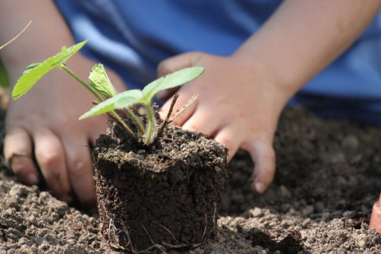 preparation des plants pour le potager