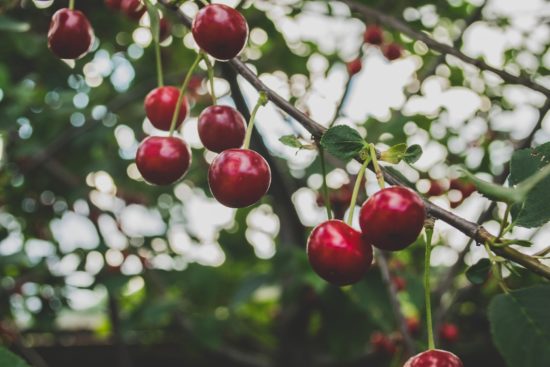 Cerises.