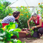 Comment optimiser naturellement votre potager grâce à des fleurs ?