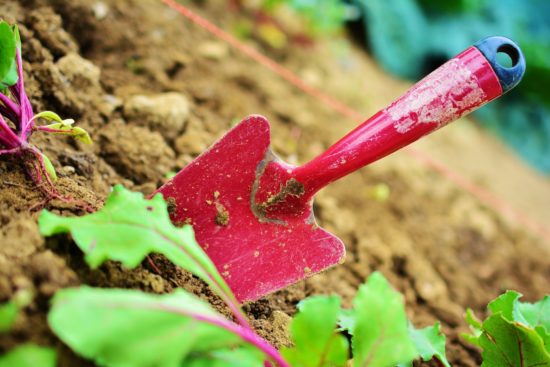 Transplantoir.