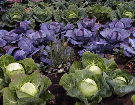 Choux dans un potager en hiver.