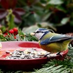 Comment bien nourrir les oiseaux en hiver ?