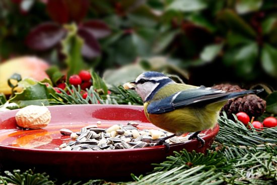 Oiseau se nourrissant en hiver.