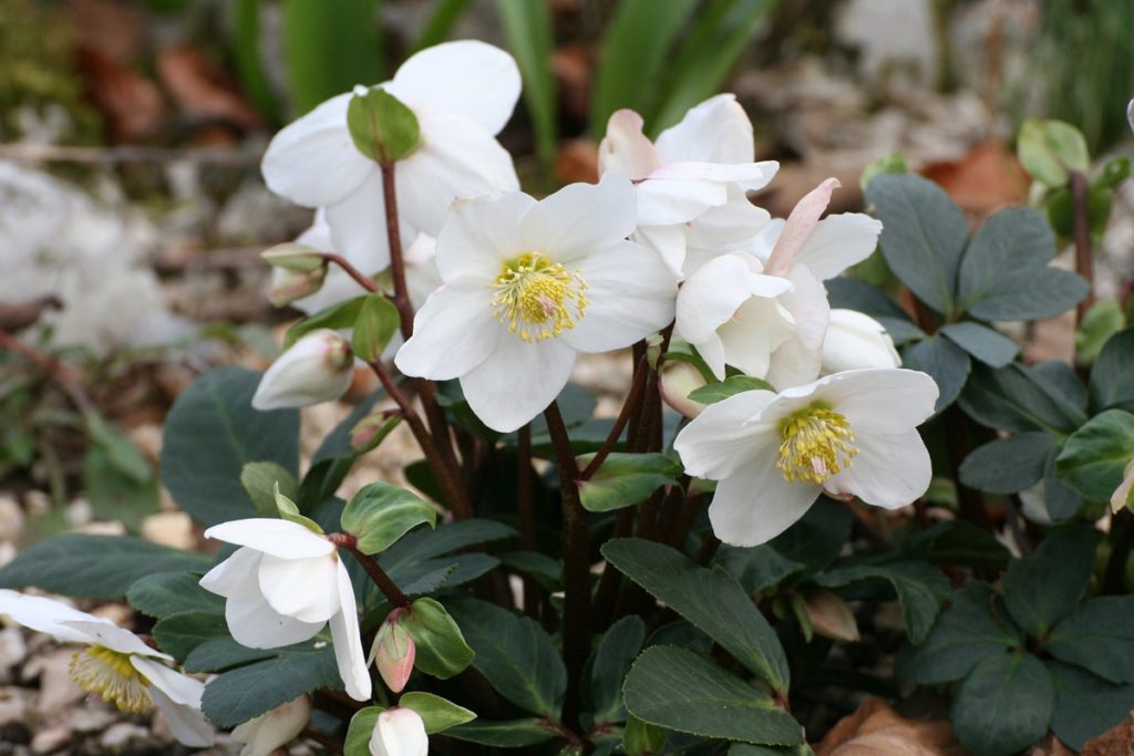 Plantes fleuries en hiver comment égayer votre jardin — free download