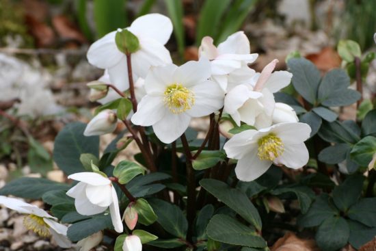 hellebore - rose de noel