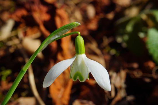 perce neige