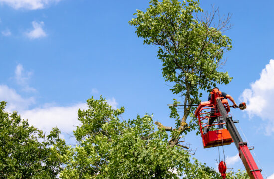 personne qui elague un arbre