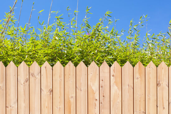 jardin avec brise-vue