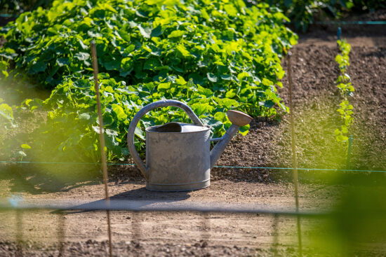 arrosoir en metal dans un jardin